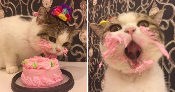 Cute cat eating cake with icing on it's face